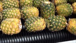 How Pineapple juice is made in factories 