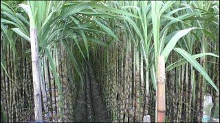 Sugarcane Farm - Best Investment In Modern Agriculture Sector