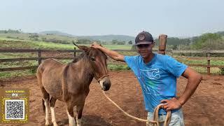 "A Luta Pela Doma: Qual Domador Vai Superar o Desafio dos Burros?