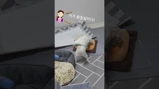 드디어 당근밭 정체를 알게된 강아지  #말티푸