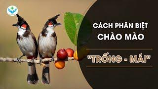 How to recognize the "Drum - roof" salute┃Agridoctor.vn┃Agricultural doctor