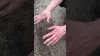 Дачникам на заметку! #shorts #lifehacks #совет #diy #дача#огород #грядки #урожай