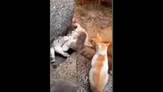 VIRAL PAGI-PAGI KUCING TAWURAN