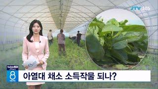 아열대 채소 소득작물 되나?