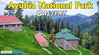 Ayubia National Park | Ayubia Top | Muree Pakistan