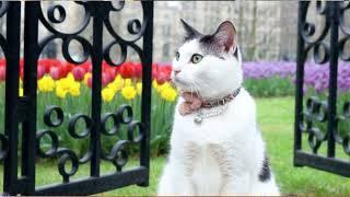 Storytime: Sydney Cat's Whimsical Adventures: Ballet Dreams, Park Play, & Cozy Naps
