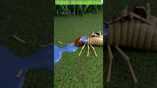 The Explosive Defense: Termites' Sacrificial Strategy #termites
