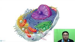 Eukaryotic Cell:  Introduction