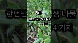 평생에 한번 심고 해마다 먹는 나물 #테네시 #평생나물 #시골생활