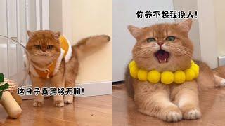 猫咪元宝：铲屎官不陪我玩！#话痨猫 #元宝话很多 #戏精猫