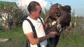 Golden Eagle Training, With Line