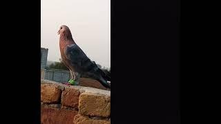Gola kabutar  attitude  #pigeon #engelishringtone #birds