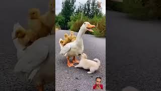 #duck #funny #cute #animals #ducklings #funnypets #petparadise #viralvideo #bestpetvideos