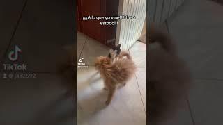 A quien más le encantan los gatitos y perritos ️ #reels #tiktok #viral #humor #gatitos #perritos