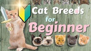 Top 10 cat BreedsFor First time Owners