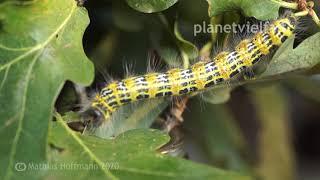 Raupe Mondvogel Phalera bucephala