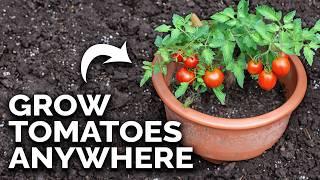 Grow Amazing Tomatoes In Containers  (COMPLETE GUIDE)