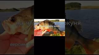 Приманки на окуня #топ #виброхвост #резина #рыбалка #спиннинг #блеснанащуку #окунь #микроджиг