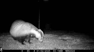 1st January 2025 Badger Boris