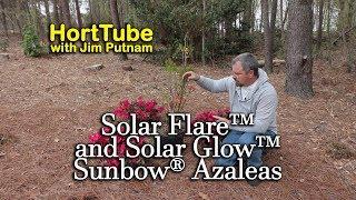 Planting Solar Flare and Solar Glow Azaleas - Native Azaleas