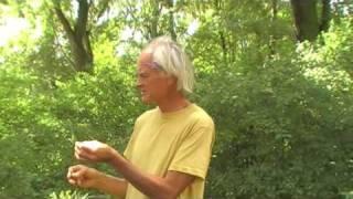 Wildkräuterwanderung mit Prof. Dr. Bernd Gerken