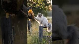 拯救一只被数百万只蜜蜂伤害的猫的感人故事#救援#猫#短裤