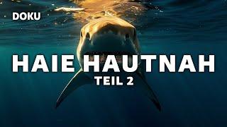 Sharks up close 2/2 (Shark documentary | Great White Shark documentary | full documentary in German)