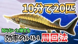 【あつ森】チョウザメを無限に釣る方法！バグ？釣れない方必見！河口でチョウザメを効率よく乱獲するには周回法が重要でした。出現時間や場所、時期についても解説【あつまれどうぶつの森　11月のお金稼ぎ】