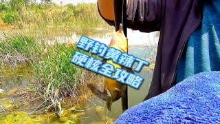 #钓鱼人 #黄辣丁 #钓鱼 细节已更正，快保存，野钓黄辣丁全攻略。~分享钓鱼知识
