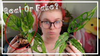 Rare 6 Mystery Houseplant Unboxing - Monstera Obliqua?