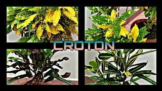 CROTON - CARE AND TIPS FOR BEGINNERS