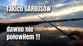 Miały być trzciniaki, a były CZTERDZIESTAKI !!! Okonie na spining