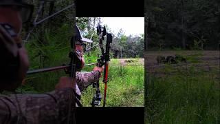 чистая охота на диких кабанов с луком и стрелами #piggy#sanglier#охота#hoghunting#archery#hunting
