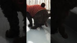 1. 2.3.4 POOP! #shorts #short #satisfying #trending #viral #poop #sakurabelle