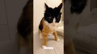 #cat #funny #happycats #catmemes #music #memes #trending #trendingshorts #new #reels