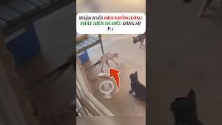 [P.1] Nhận nuôi con mèo không lông, Sự thật bị sốc #shorts