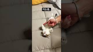 중력을 무시하는 다리길이 #고양이 #고양이일상 #먼치킨 #웃긴영상 #웃참