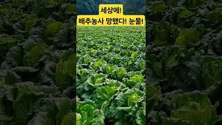 배추농사 망했다! 눈물만 난다! #폭락 #배추 #김치 #시장 #농사 #김장 #요리 #야채