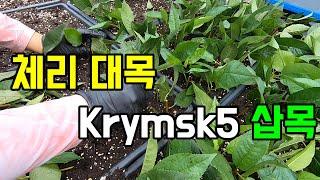 체리대목 삽목  Krymsk5, 붕어대목