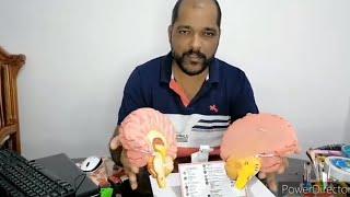 Brain model for school students project work's used waste termocol ..#humanbrain #termocolmodel