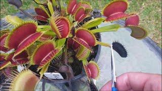 Venus Fly Trap Care - Pruning