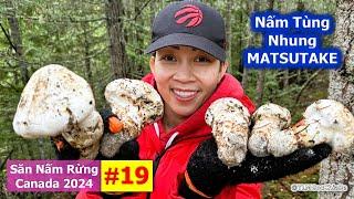 Săn Nấm Rừng Canada 2024: Phần 19 - Nấm Tùng Nhung | Matsutake | Pine Mushrooms | 마츠타케 | マツタケ |  松茸