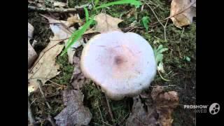 Lactarius pyrogalus - fungi kingdom