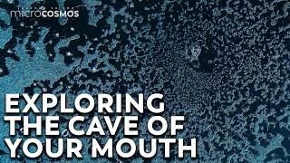 Your Mouth Is A Cave For Microbes