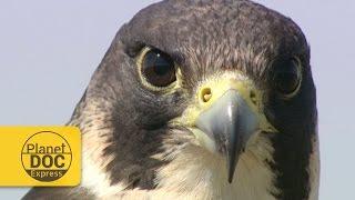 Peregrine Falcon | Planet Doc Express