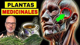 Las PLANTAS MEDICINALES más PODEROSAS para la SALUD (FITOTERAPIA)