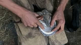 Horseshoeing Tutorial | Standfast Gets Shod | Titus Morris 12.2024