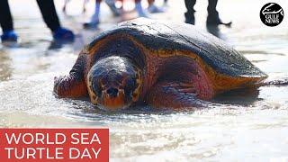 World Sea Turtle Day: UAE group releases 30 turtles back into the sea after caring for them