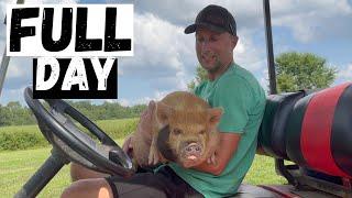 Day In The Life On A Small Farm!