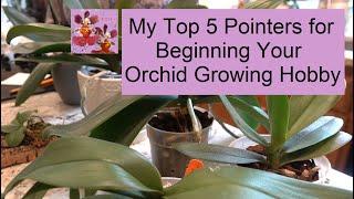 Top 5 Pointers for New Orchid Growers | My Top Tips When Starting Your Orchid Growing Hobby